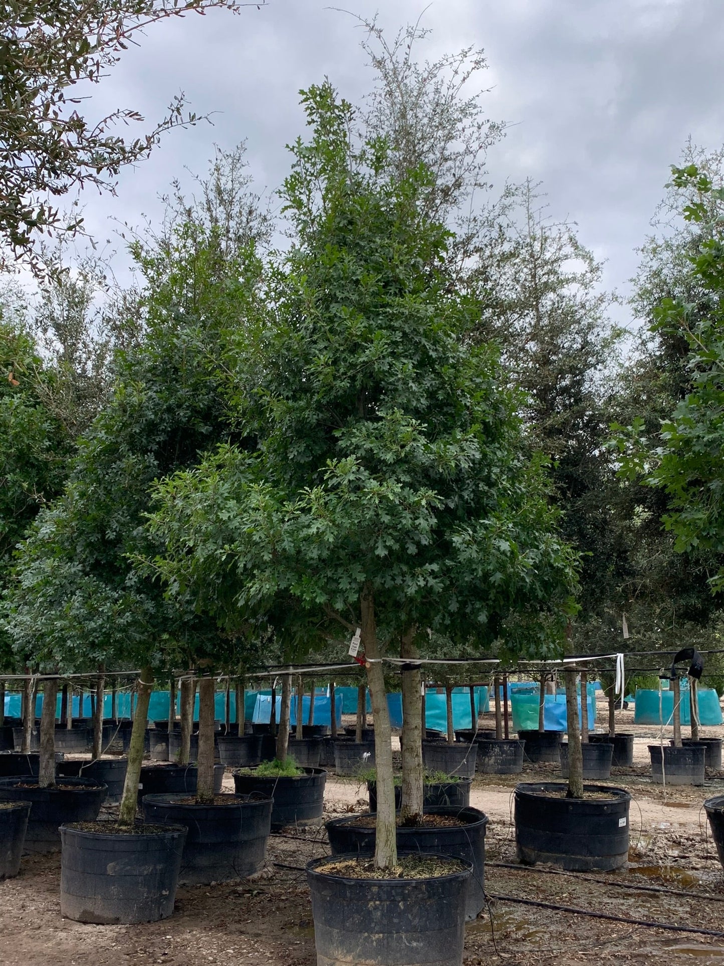 Shumard Red Oak