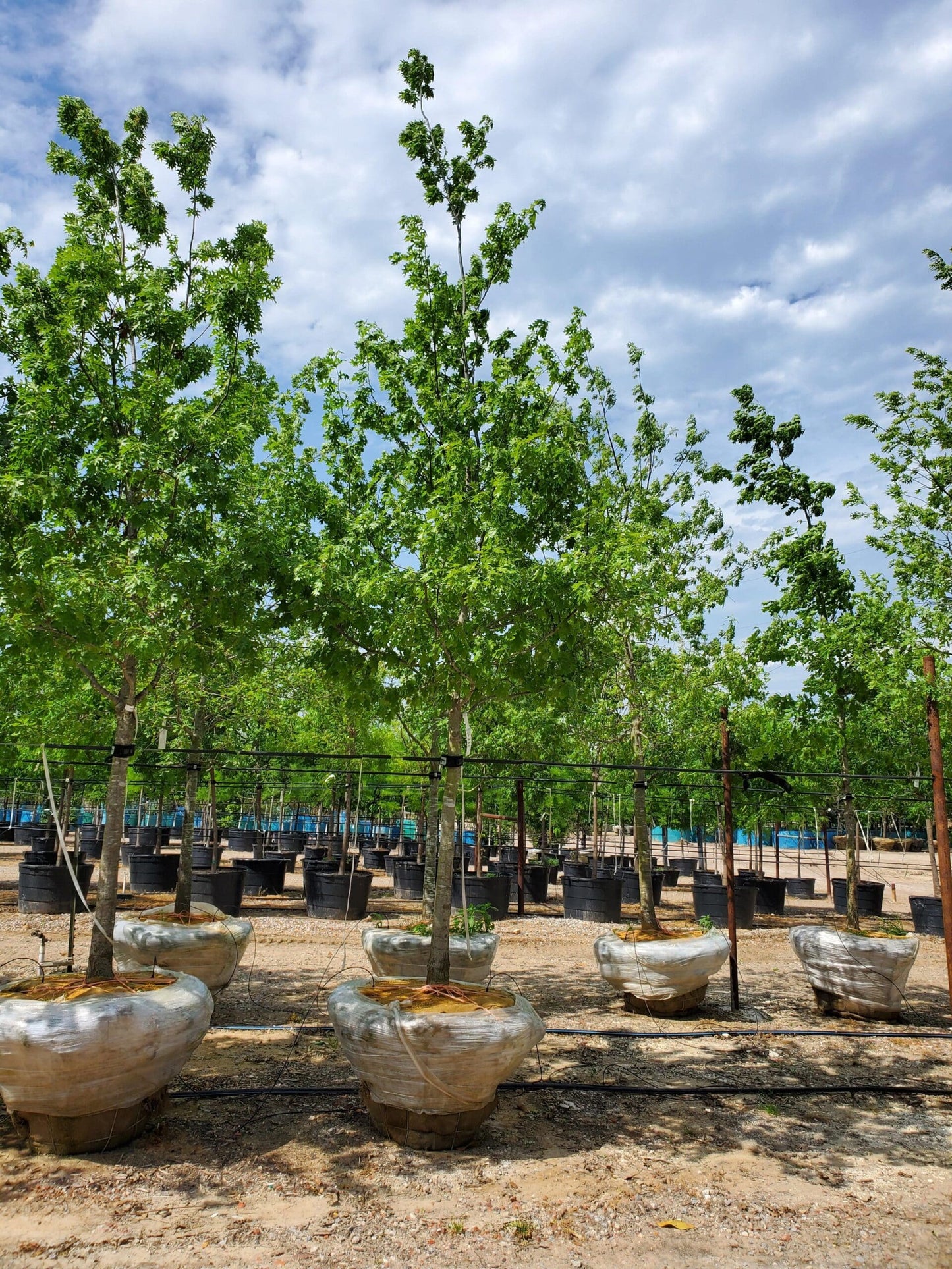 Shumard Red Oak