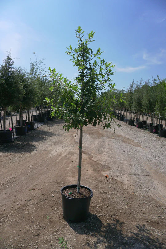 Shumard Red Oak