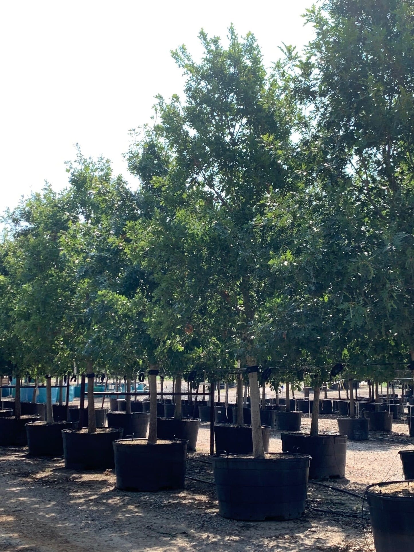 Shumard Red Oak