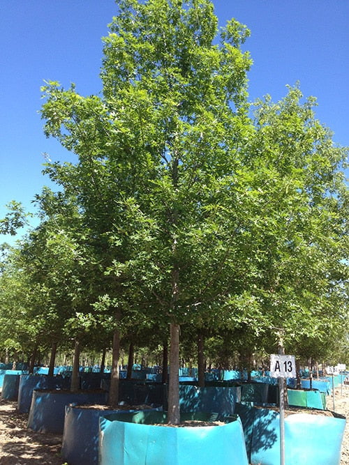 Shumard Red Oak