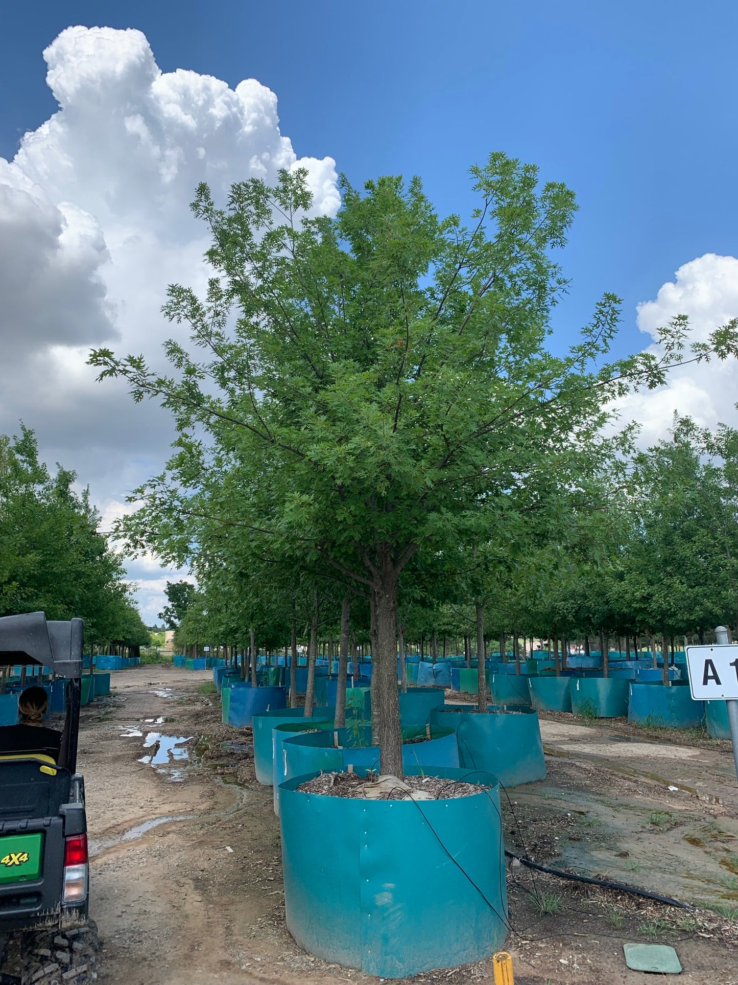 Shumard Red Oak