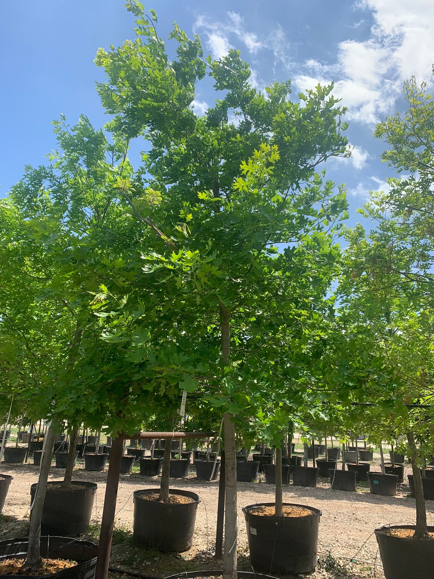 Shumard Red Oak