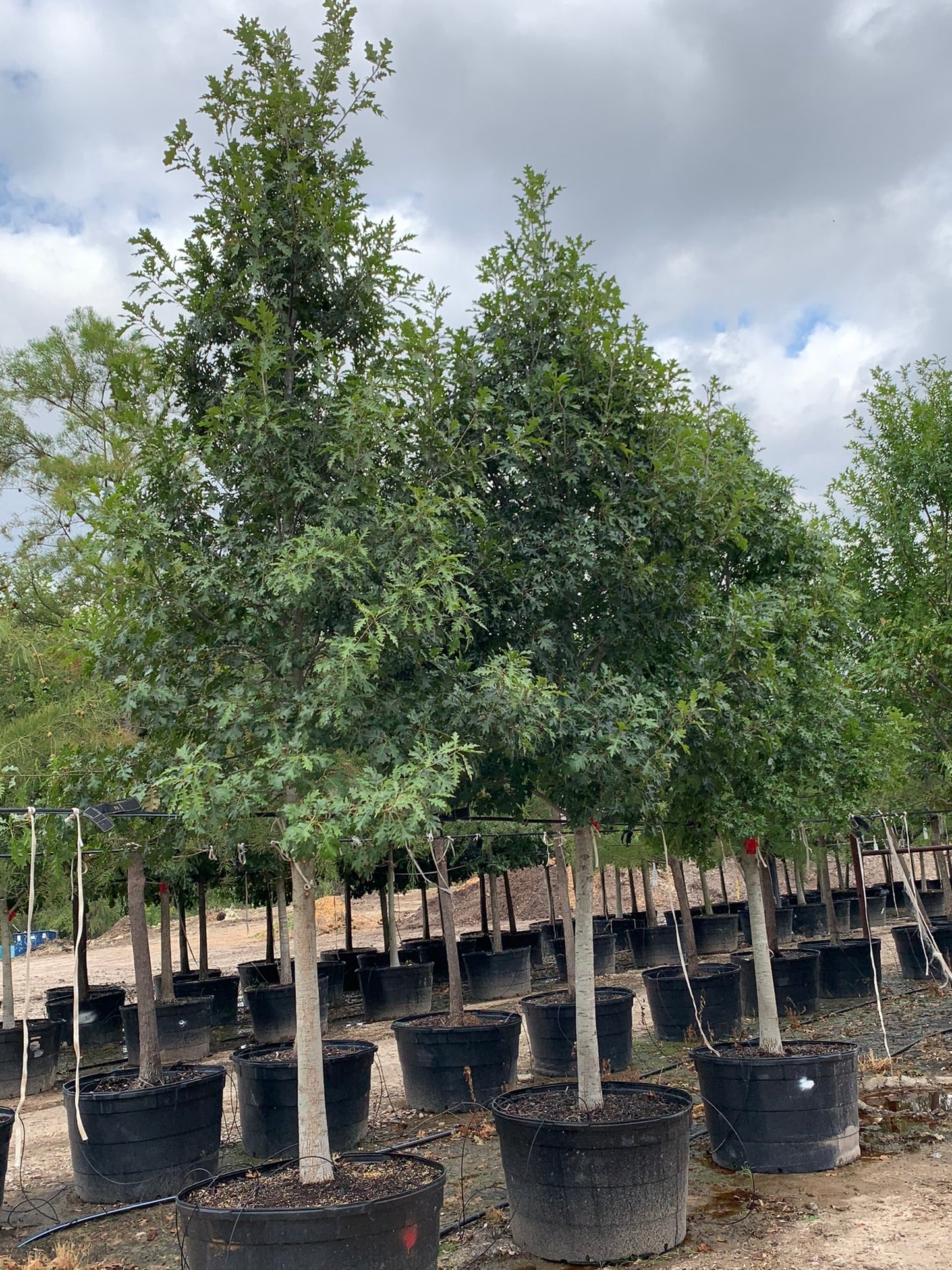 Shumard Red Oak