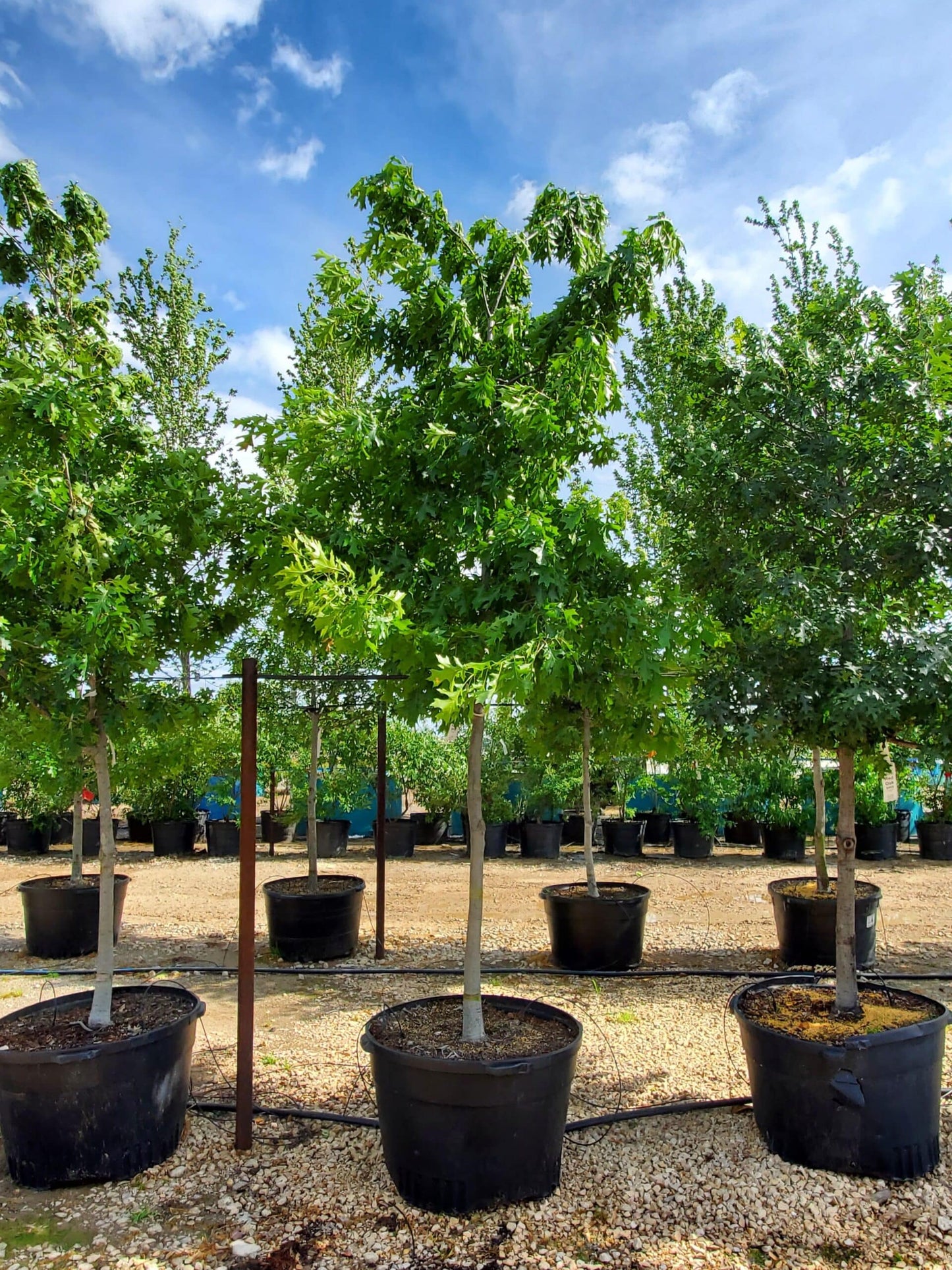 Shumard Red Oak