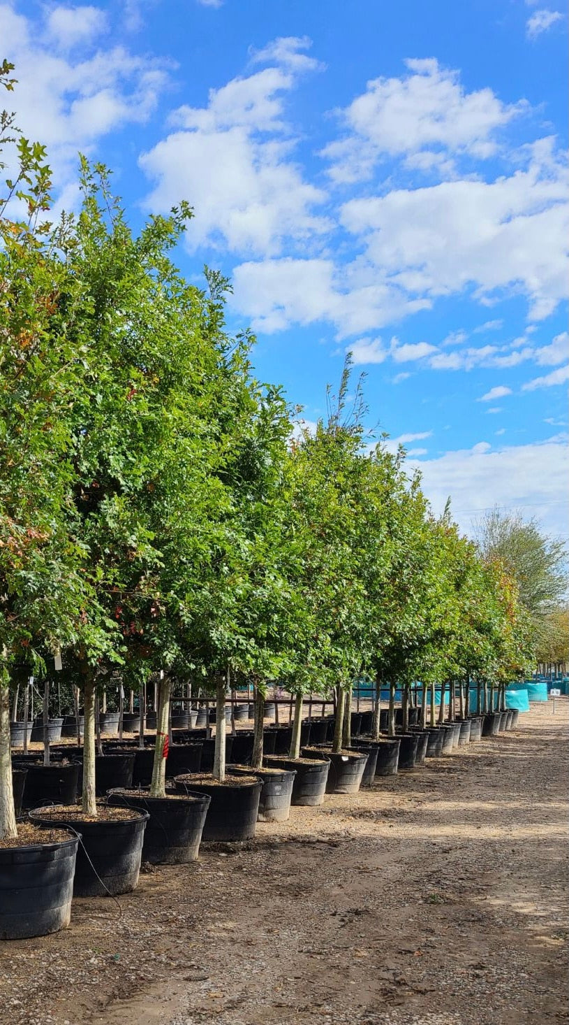 Shumard Red Oak