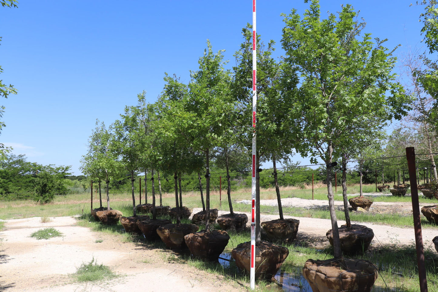 Shumard Red Oak