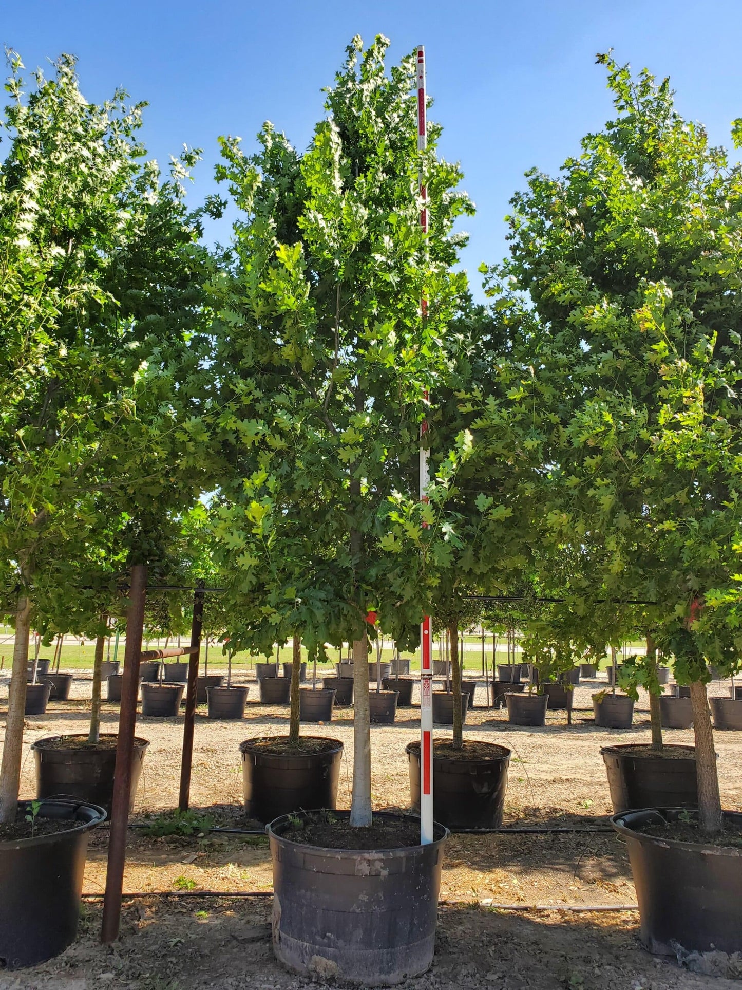 Shumard Red Oak
