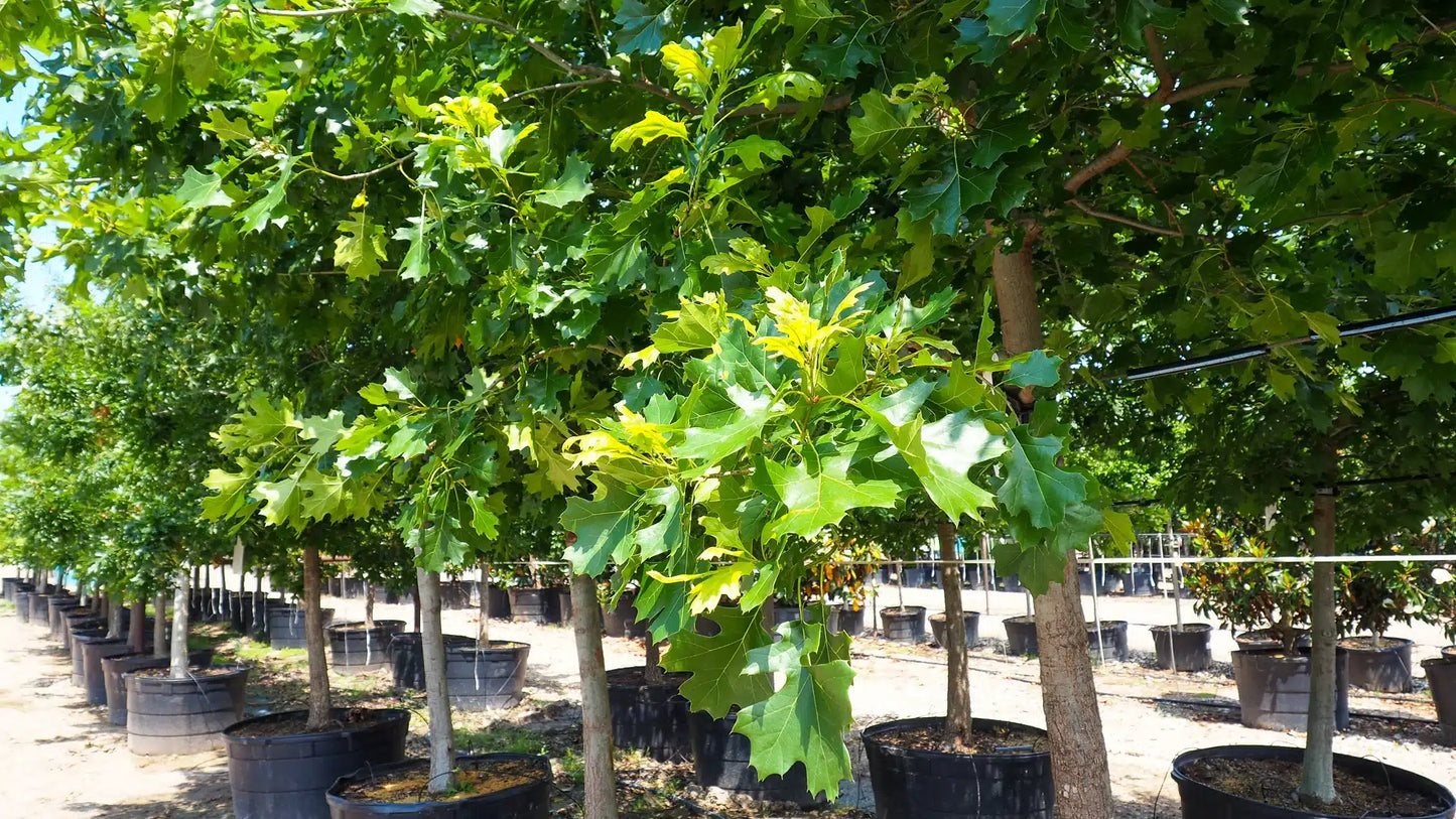 Shumard Red Oak