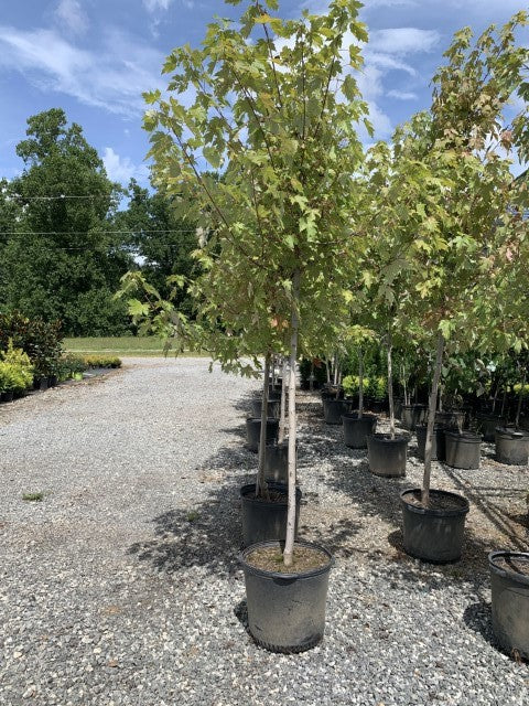 Autumn Blaze Maple