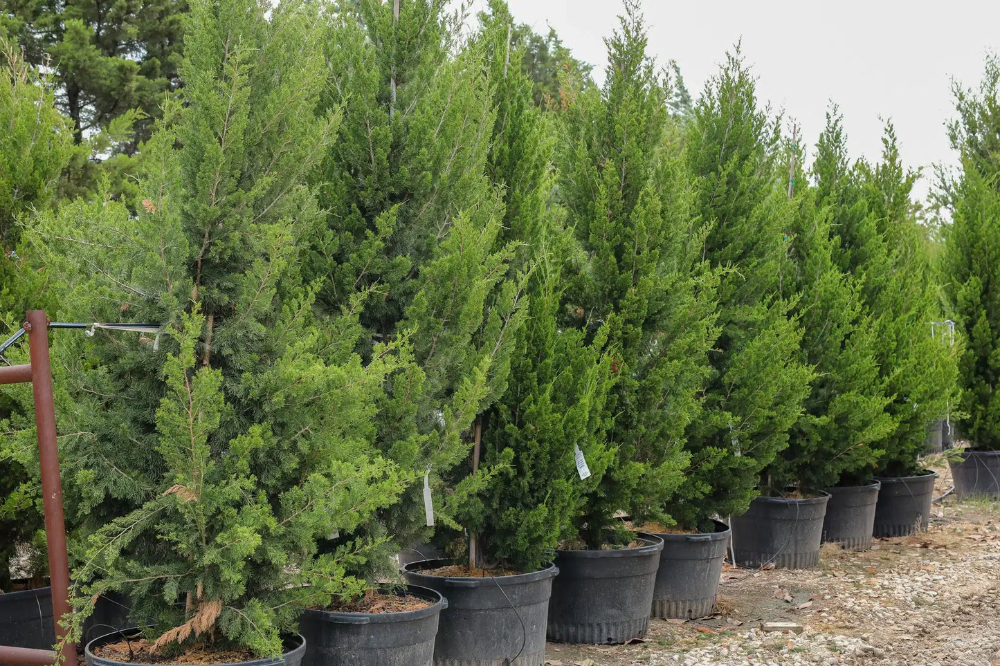 Brodie Juniper