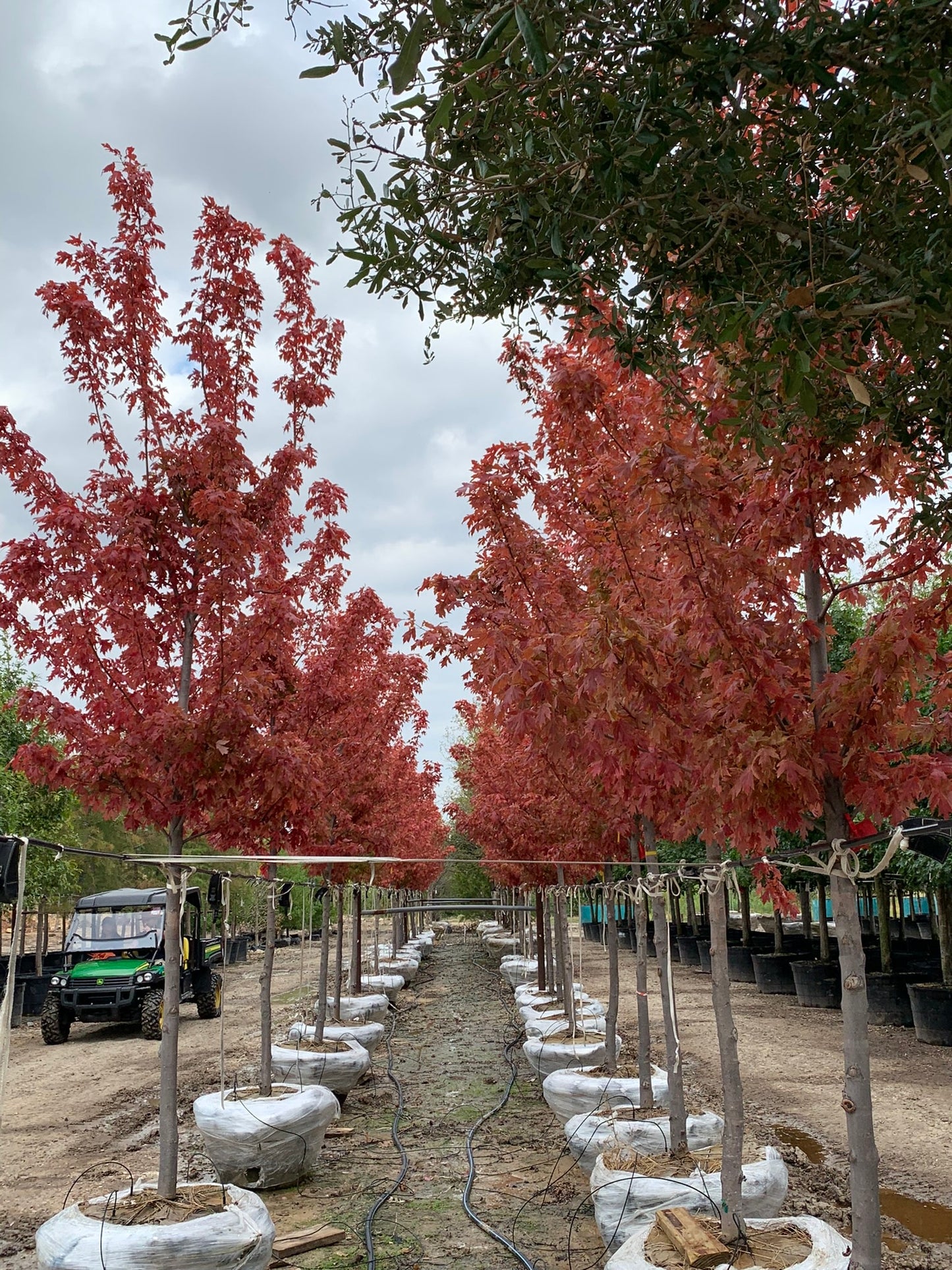 Autumn Blaze Maple